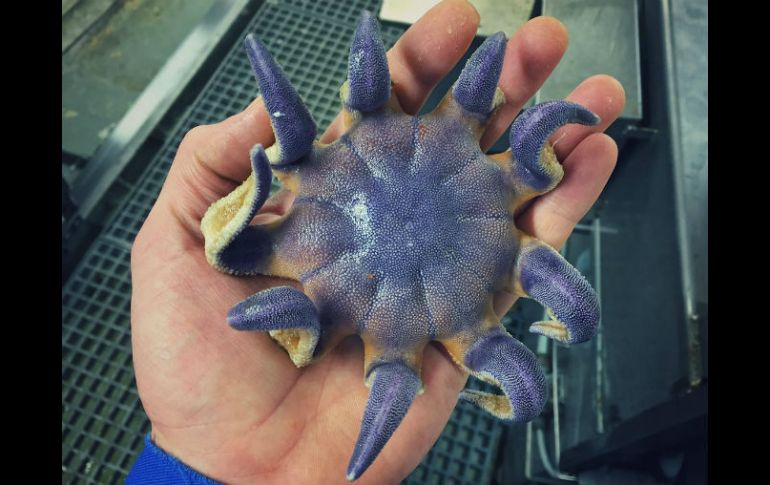 El tuitero muestra la fotografía en donde sostiene una rara estrella de mar con las manos desnudas. TWITTER / едорцов @rfedortsov