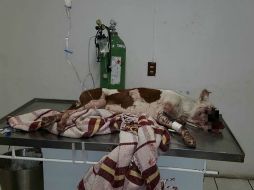 En Facebook, los voluntarios de grupos como Croquetón GDL pidieron a las autoridades castigar casos como éste. FACEBOOK / Croquetón GDL