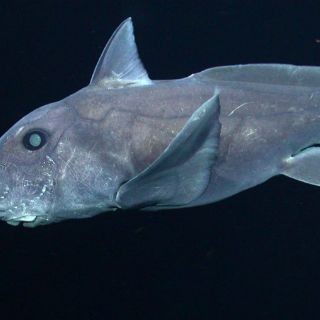'Tiburón fantasma' es captado en video por primera vez