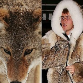 Ecologistas van contra Justin Bieber