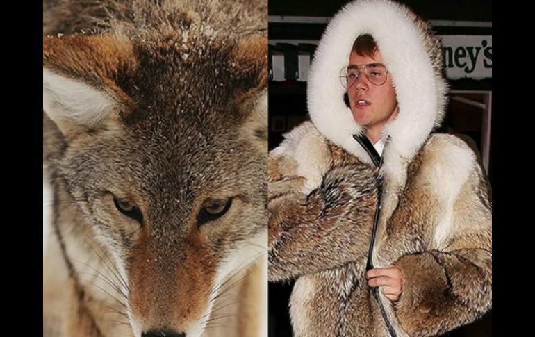 La PETA publicó en Instagram una imagen de Bieber con el abrigo y, al lado un coyote. INSTAGRAM / peta