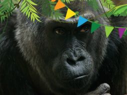 Colo tiene tres hijos, 16 nietos, 12 bisnietos y tres tataranietos. ESPECIAL / www.columbuszoo.org