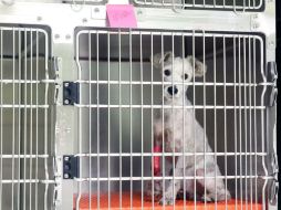 Sesma, coordinador de diputados del PVEM, invita a no regalar animales en Navidad porque la mayoría son abandonados meses después. EL INFORMADOR / ARCHIVO