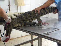 PETA mostró las situaciones en las que los trabajadores abren la cabeza de los reptiles mientras aún están vivos.  /