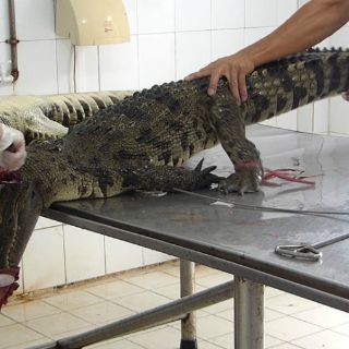 Denuncian muerte violenta de cocodrilos para hacer bolsos Louis Vuitton