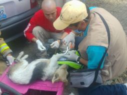 Bomberos de Zapopan acudieron a atender el reporte. ESPECIAL /