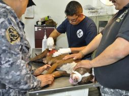 Autoridades aseguran que la pitbull tiene muchas posibilidades de vida gracias a la pronta intervención. FACEBOOK / Fiscalía General de Jalisco