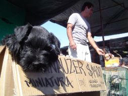 Sesma apuntó que el partido presentó iniciativas para que las tiendas que vendan animales sólo lo hagan por catálogo o internet. EL INFORMADOR / ARCHIVO