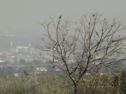 Las Precontingencias Atmosféricas se activan después de que una estación registra dos horas seguidas con 120 o más puntos Imeca. EL INFORMADOR / ARCHIVO