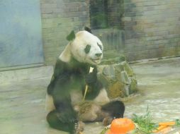 En junio le diagnosticaron cáncer y tenía problemas para alimentarse por su deteriorada dentadura. TWITTER / @globaltimesnews