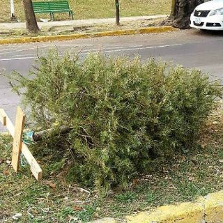 Alistan programa de recolección de árboles de Navidad