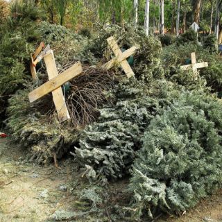 Arranca recolección de árboles de Navidad en Tlajomulco