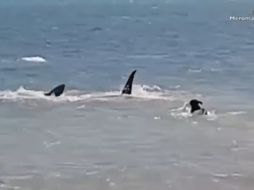 Una escena del video permite apreciar el tamaño del perro frente al pez. YOUTUBE / Claudia HQ