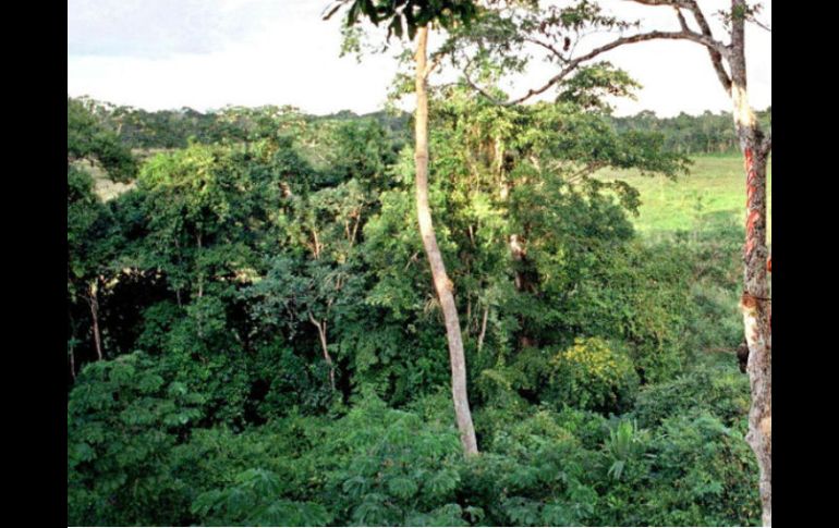 La selva del Bajo Urubamba ha reportado más de dos mil clases de animales, es una región con alta conservación de sus recursos. AFP / ARCHIVO