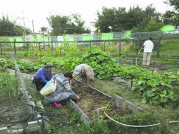 Los participantes cuidan de los huertos, además producen su propia composta para el cuidado de sus cultivos. ESPECIAL /