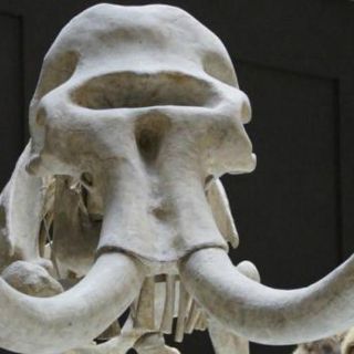 Desaparición de mamuts en México, asociada a presencia de humanos