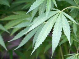 La adicción a la mariguana también impacta a los sistemas cardiovascular, respiratorio, digestivo e inmunológico. NTX / ARCHIVO