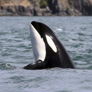 Dan por muerta a orca hembra más longeva del mundo