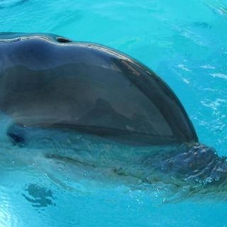 Delfines entrenados ayudarán a capturar vaquitas marinas