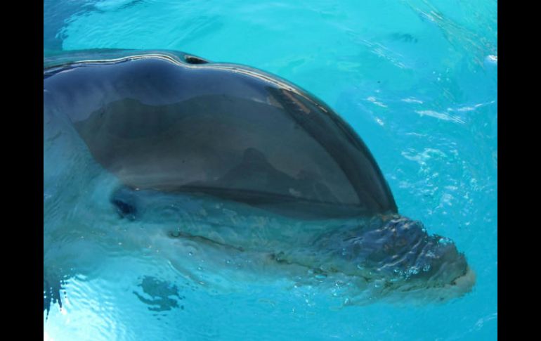 Indican que los defines utilizarán su sonar natural para localizar a las vaquitas. NTX / ARCHIVO