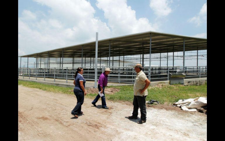 Las inversiones públicas y privadas han hecho despegar al sector ganadero según indica el titular de la Seder, Padilla Gutiérrez. EL INFORMADOR / ARCHIVO