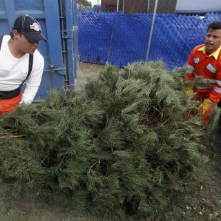 Arranca campaña de recolección de árboles navideños en Guadalajara