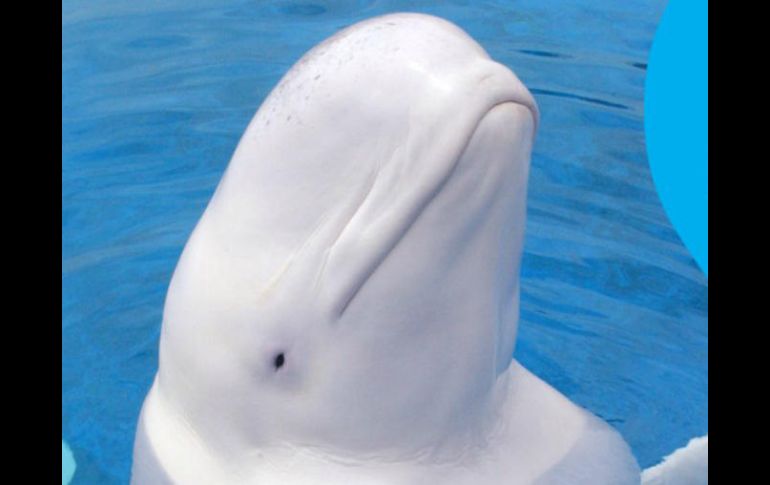 En 2014 se calculó una población de sólo 340 ejemplares de ballenas beluga. TWITTER / @SeaWorld