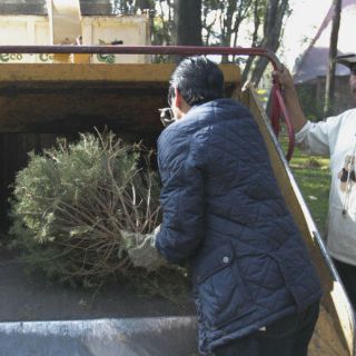 Zapopan cambiará pinos navideños por árboles naturales