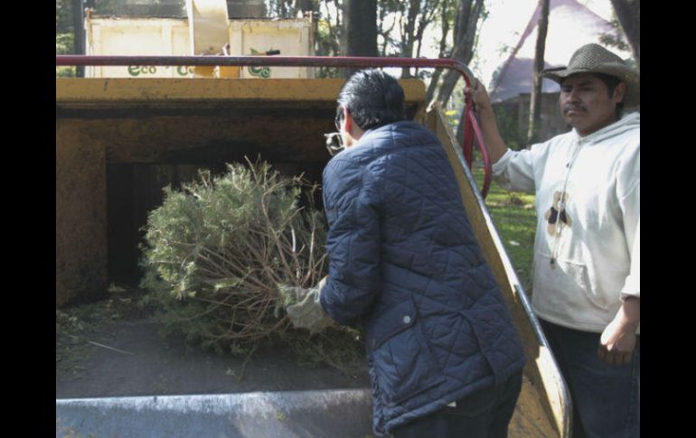 Los arbolitos recolectados serán triturados para hacer mulch, el cual se coloca en diferentes camellones del municipio. EL INFORMADOR / ARCHIVO