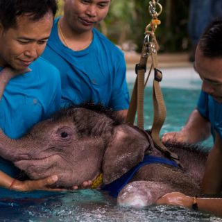 Usan piscina para que una elefanta mutilada vuelva a caminar