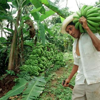 Jalisco reactiva sus cultivos tropicales en la costa