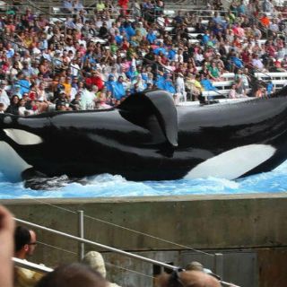 Muere Tilikum, la orca asesina de SeaWorld