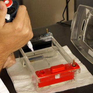 Comportamiento de padres afecta genes de hijos