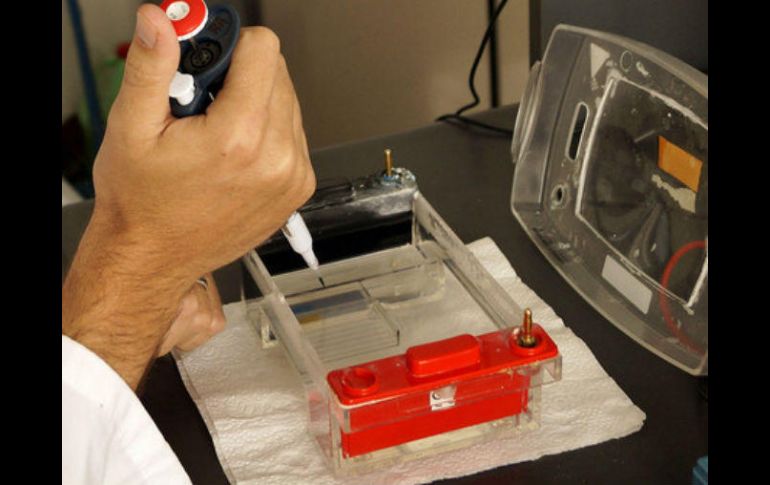 El epigenoma ayudó a explicar por qué individuos que comparten el mismo ADN desarrollan características diferentes. EFE / ARCHIVO