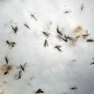 Niño nacido en Texas con microcefalia tiene zika