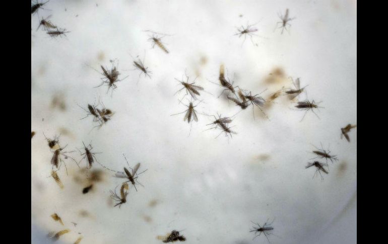 El primer niño nacido en Texas con microcefalia relacionada al virus de zika ocurrió el año pasado en el condado Harris. AP / ARCHIVO