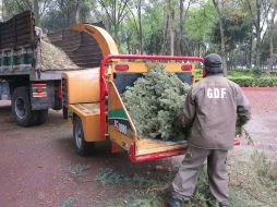 Los árboles serán procesados para la elaboración de abono orgánico y mulch que se aplicarán en los camellones, jardines y parques. TWITTER / @SOBSECDMX