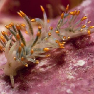 Babosa marina es bautizada con el nombre de David Bowie