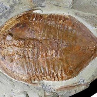 Hallan en Marruecos fósiles de trilobites con partes blandas y patas