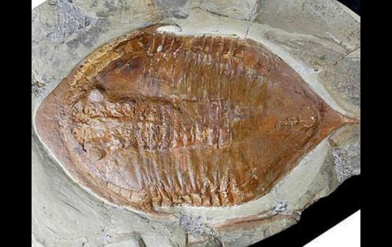 Los trilobites fueron un grupo común de artrópodos marinos. ESPECIAL /