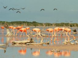 La mayoría de los flamencos presentan fracturas de extremidades superiores e inferiores y otros con contusiones. NTX / ARCHIVO