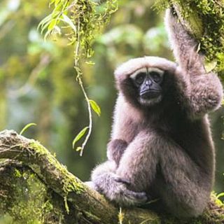 Identifican nueva especie de gibón; la llaman 'Skywalker'