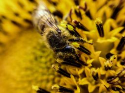 Las partículas inorgánicas de los contaminantes se adhieren al polen, potenciando así los daños a la salud. EL INFORMADOR / ARCHIVO