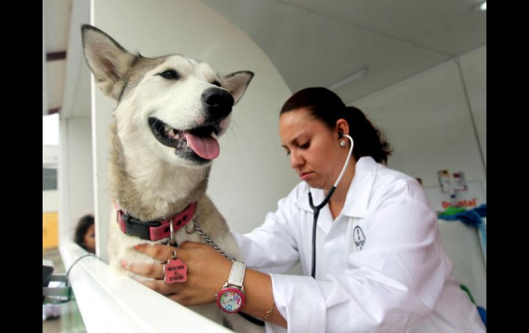 El ISSSTE recomienda a dueños llevar a sus canes a consultas veterinarias, al menos una vez al año. EL INFORMADOR / ARCHIVO