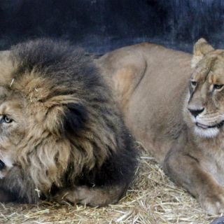 Hallan tres leones decapitados y mutilados en Sudáfrica