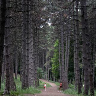 Área intacta del paisaje forestal mundial baja en últimos 13 años