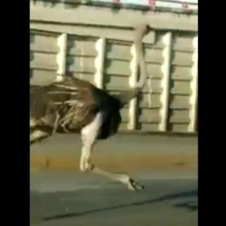 Captan a avestruz corriendo por las calles de Tamaulipas