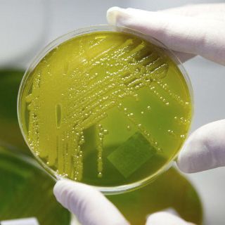Descubren bacteria que resiste a todo antibiótico