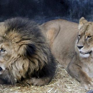 Leones matan a veterinario y su ayudante en Jordania