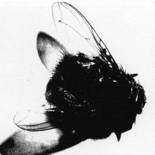 Moscas, necesarias para la sobrevivencia de los seres humanos